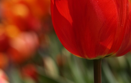 Red tulip in the tulips field