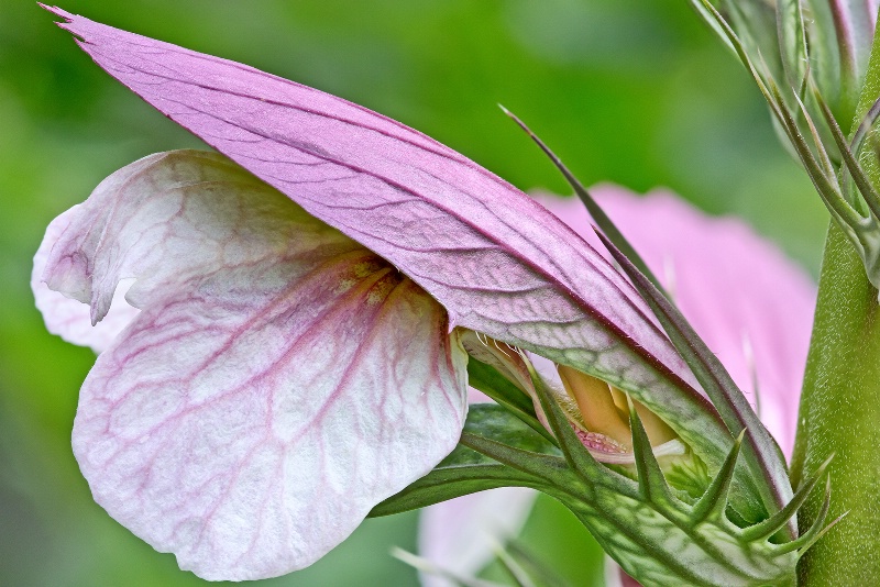 Flower and Claws