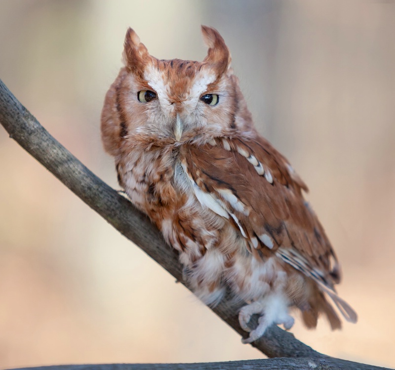 Screech Owl