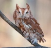 Screech Owl