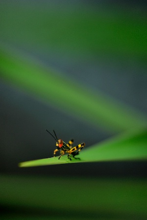 Baby grasshopper I