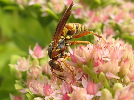 Wasp and Sedum