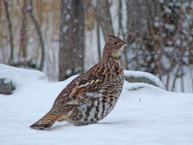 Ruffed Grouse in Snow