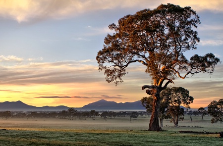 The mighty Red Gums