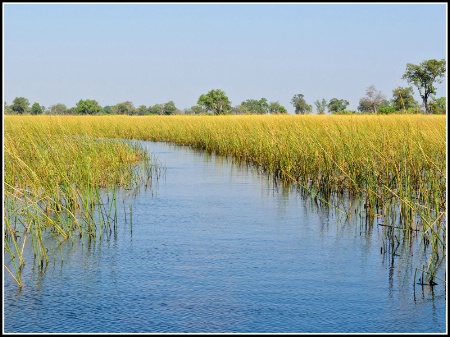 Nothing but water & grasses