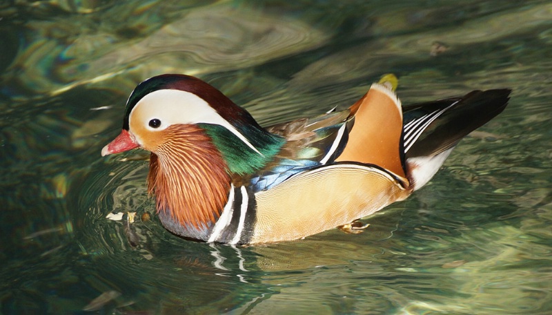 Mandarin duck