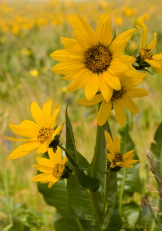 Wild Sunflowers