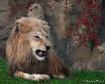 Fearsome Beauty