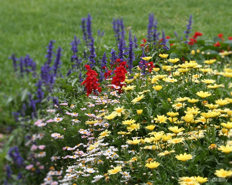 Field of Colors