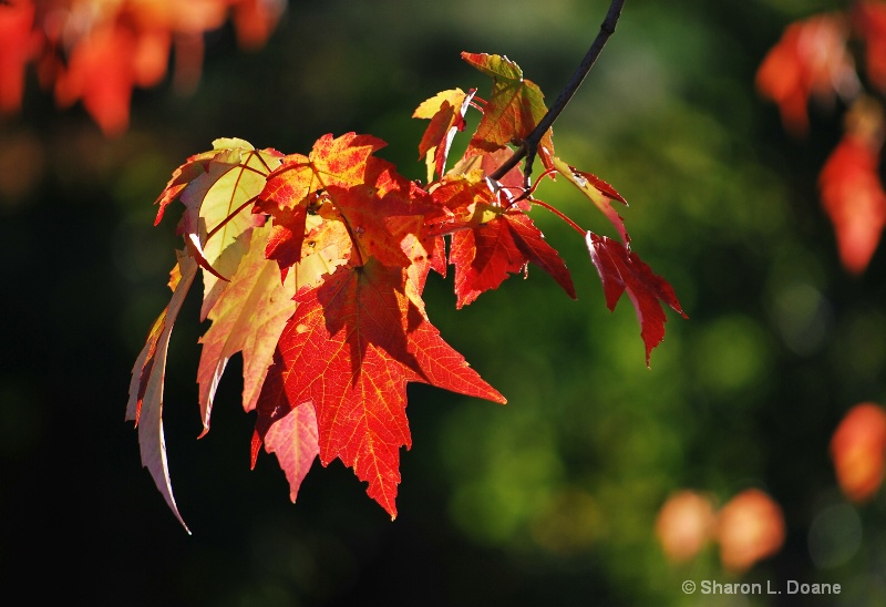 Autumn Splendor