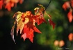Autumn Splendor
