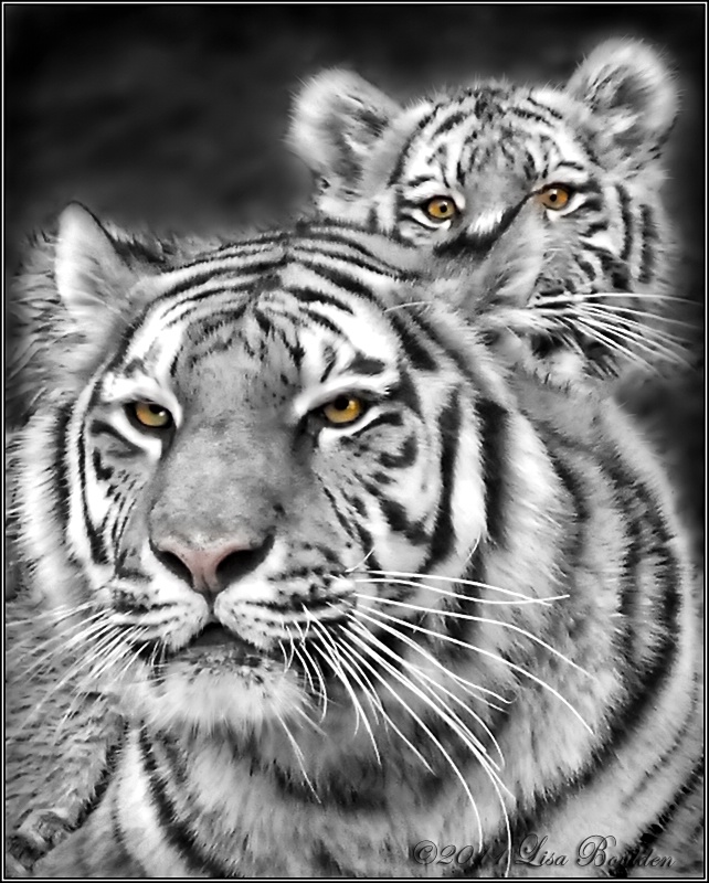 Tigers' Eyes