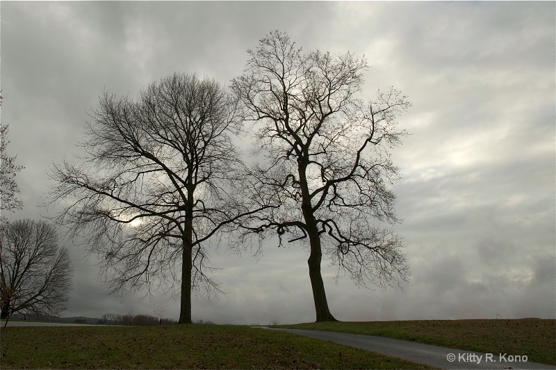 Trees Holding Hands at Valley Forge