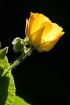 Backlit flower 
