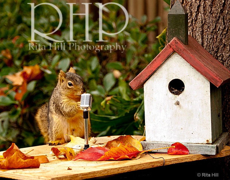 rhp6949fb - ID: 12572297 © Rita Hill
