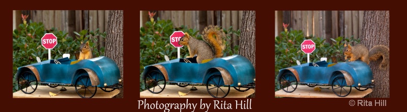 squirls panoramic - ID: 12572333 © Rita Hill