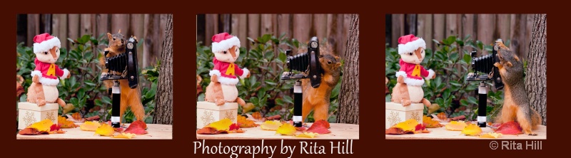 squirls panoramic2 - ID: 12572337 © Rita Hill