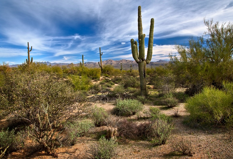 Sonoran Desert - ID: 12572686 © Patricia A. Casey
