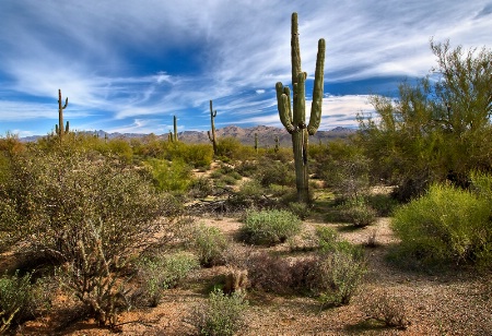 Sonoran Desert