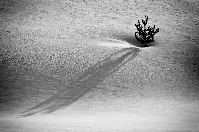 Little Tree with long shadow