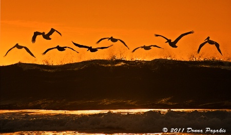 Pelican Pals 