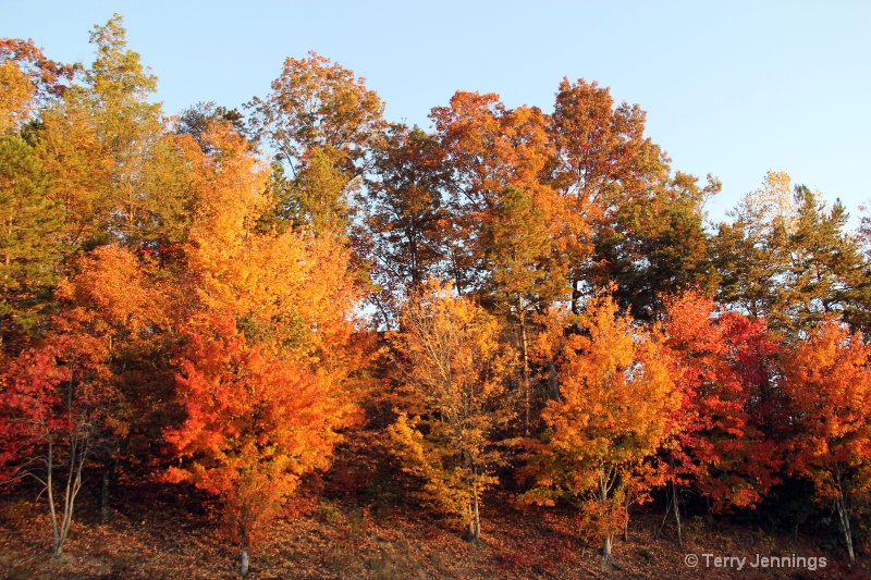 Sunlit Foliage - ID: 12573436 © Terry Jennings