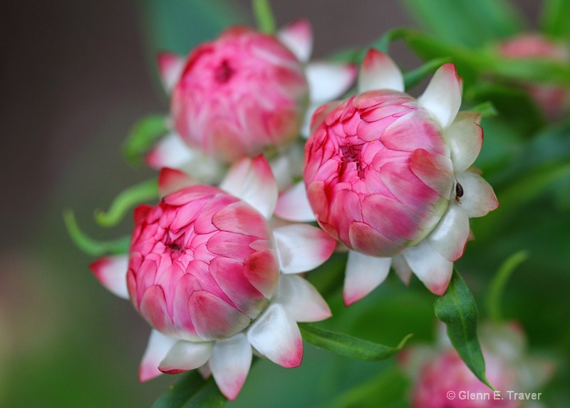 Late Bloomers