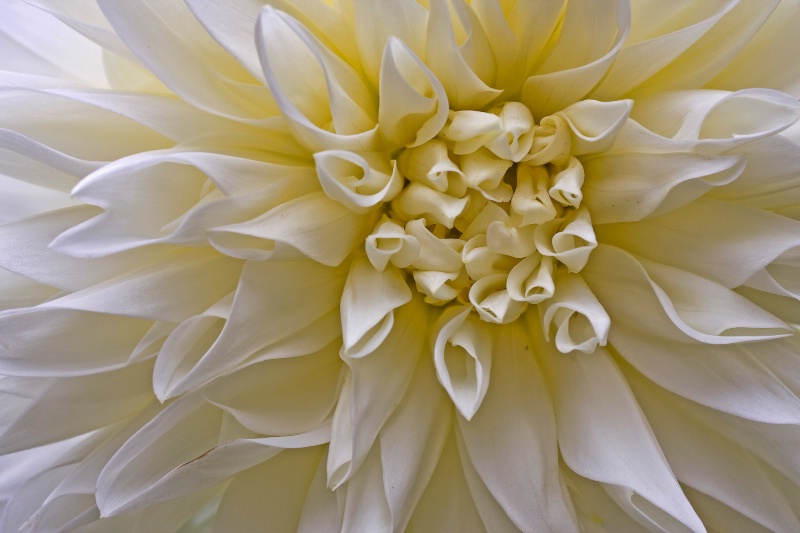 White Dahlia