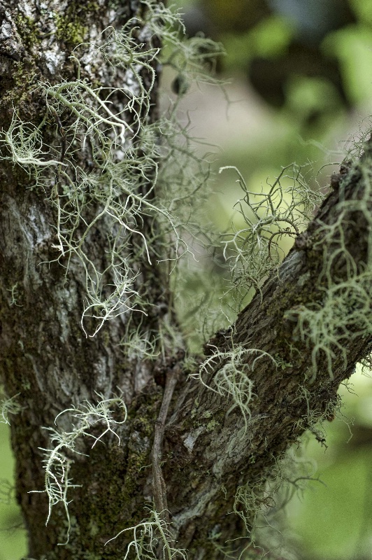 Lichen on a Tree