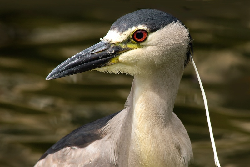 Black-Crowned Night Heron