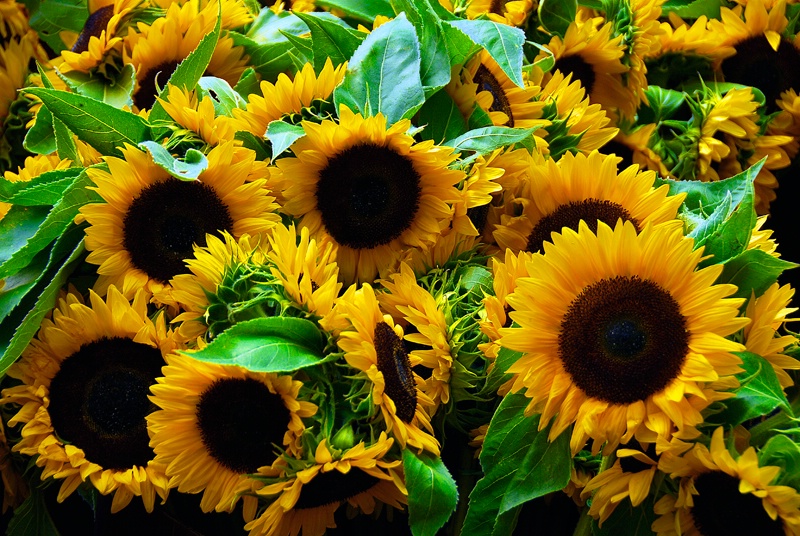 Sunflowers for sale