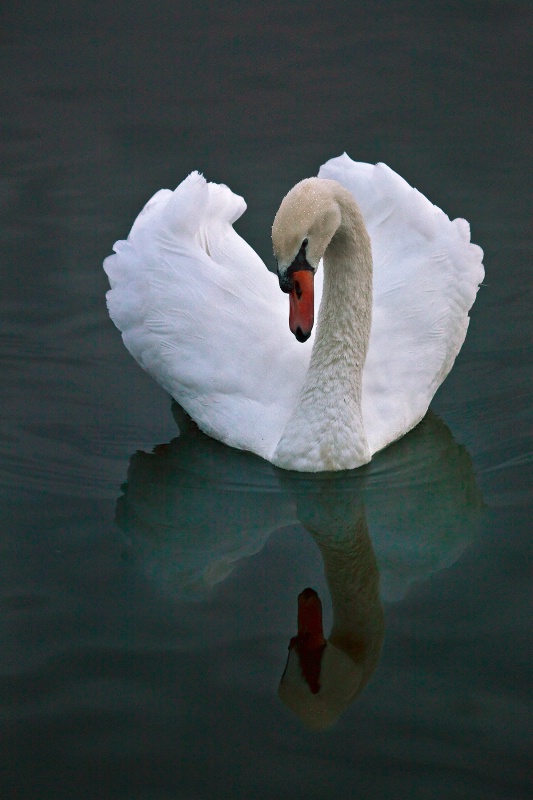 Blue Lake Swan