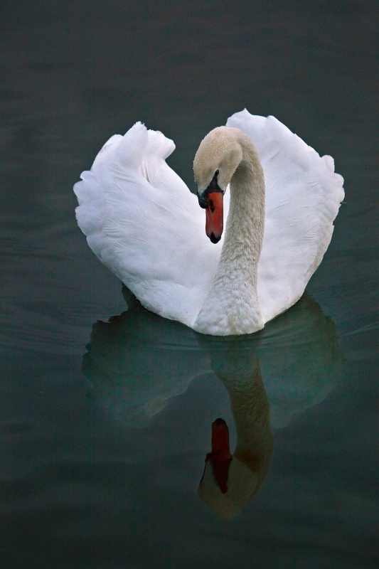 Blue Lake Swan - ID: 12576207 © Patricia A. Casey