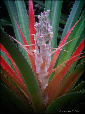 Aloe flower 016