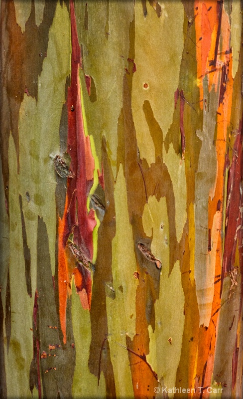 Rainbow eucalyptus 0853