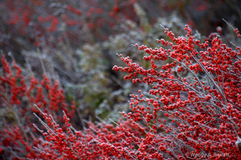 Wild berries - ID: 12577482 © Wendy A. Barrett