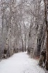 'Snowy Stroll...