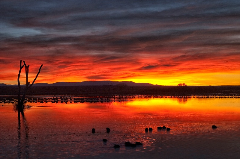 Sunrise at Bosque del Apache