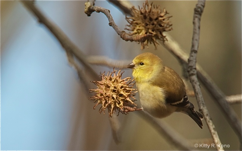 Female Goldfinch and Sweet Gum