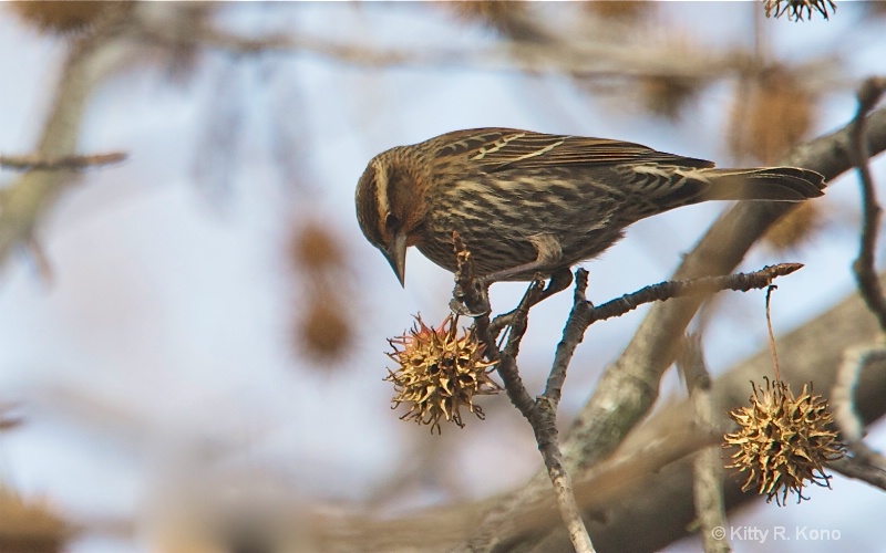 Female Red Winged Blackbird and Sweet Gum
