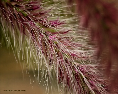 Seasonal Grasses