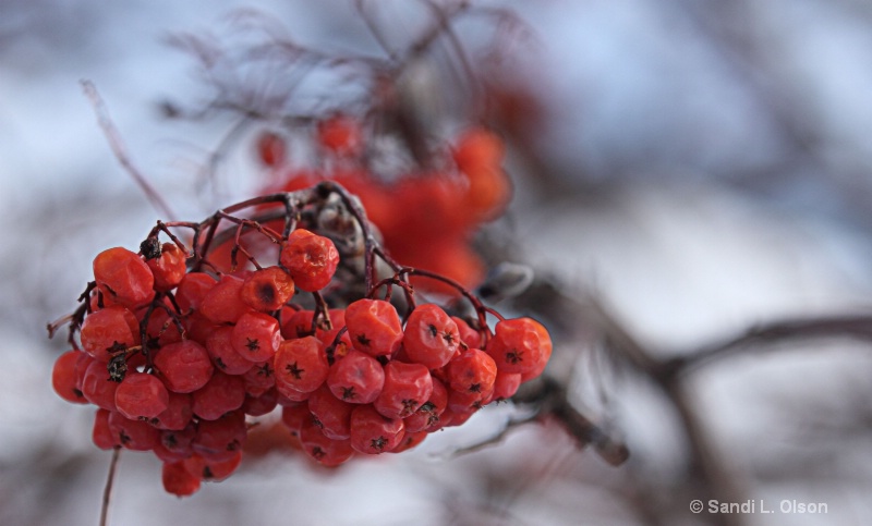 Frozen Juniper Berries 