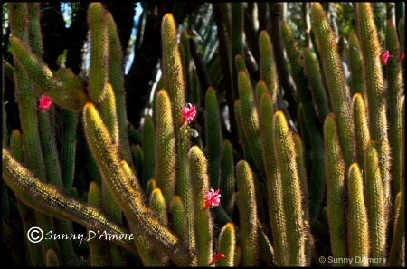 Cactus Flower