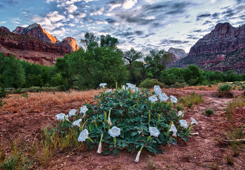 Datura Trumpets at Sunrise