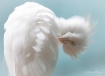 Beautify