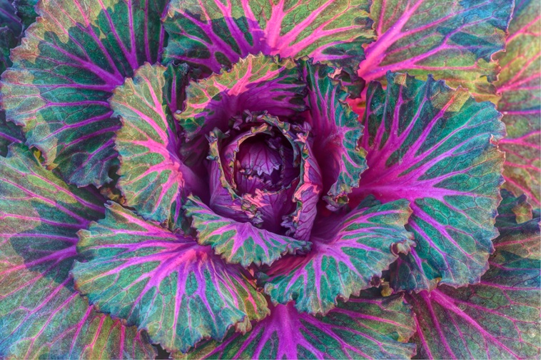 Cabbage Colors - ID: 12584195 © Stacey J. Meanwell