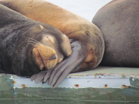 Sleeping Sea Lions