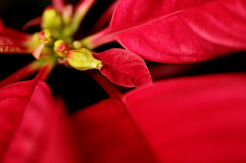 Poinsettia