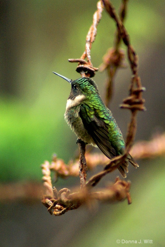 Precarious Perch