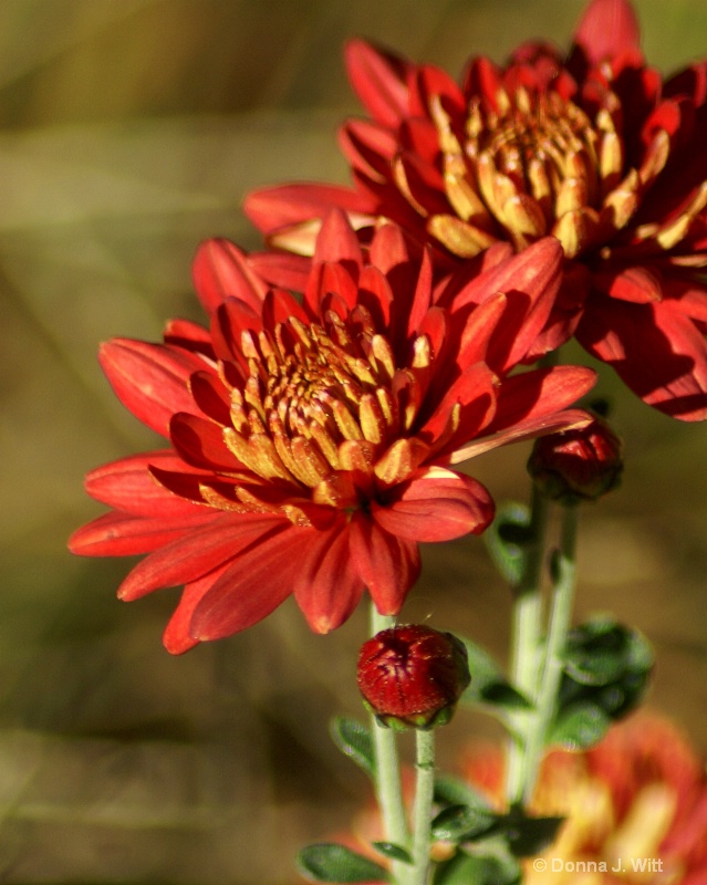 Autumn Mum